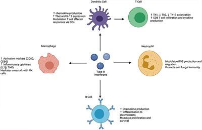 Type III Interferons: Emerging Roles in Autoimmunity